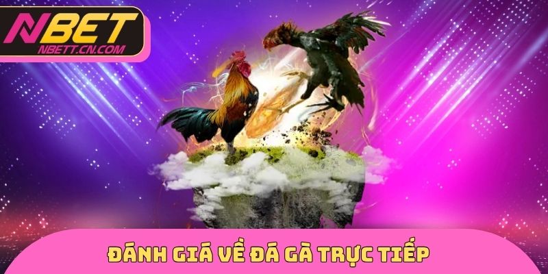 Đánh giá về đá gà trực tiếp