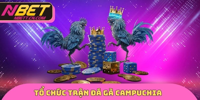 Tổ chức trận đá gà CAMPUCHIA